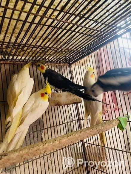 Cocatail bird 12 months age