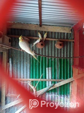 রানিং ককাটেল বিক্রি হবে।