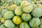 হিম সাগর আম
