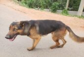 German Shephard Dog