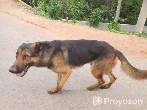 German Shephard Dog