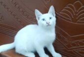 Persian Mixed Breed