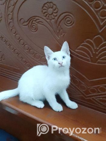 Persian Mixed Breed
