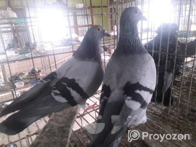 কবুতর বিক্রি