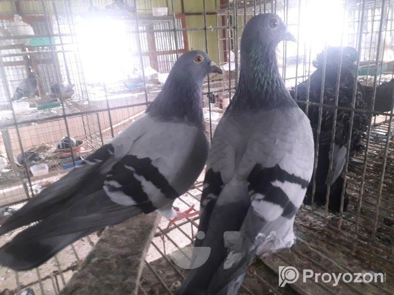 কবুতর বিক্রি