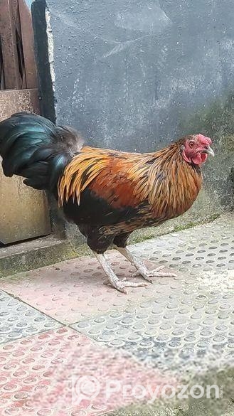 দেশি হাইদোরি মুরগী