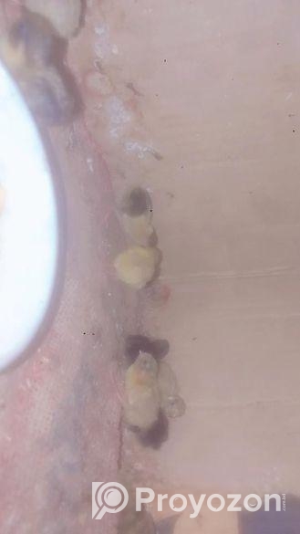 কিং কোয়েল বেবি