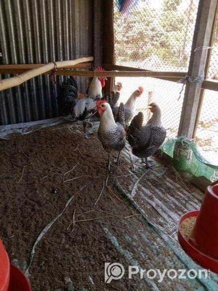 রানিং ডিম পাড়া ফাওমি মুরগি বিক্রয় পোষ্ট