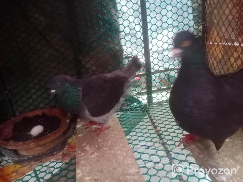 শো কিং কবুতর