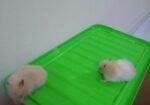 A Golden Syrian Hamster