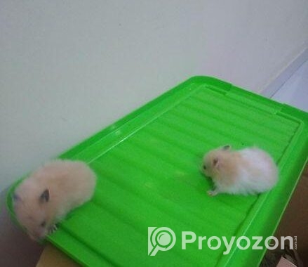A Golden Syrian Hamster