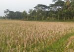 জমি বিক্রি ৫২ শতাংশ [২৬ করা]