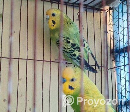 বাজিগার পাখি