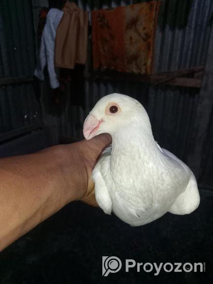 বিউটি হুমা