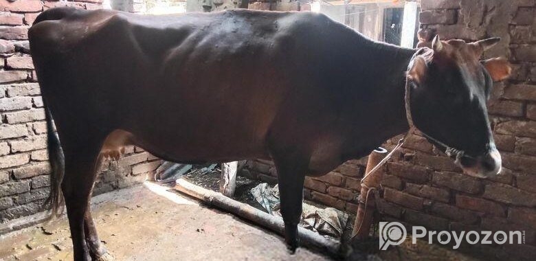 জার্সি গাভী বিক্রি করা হবে