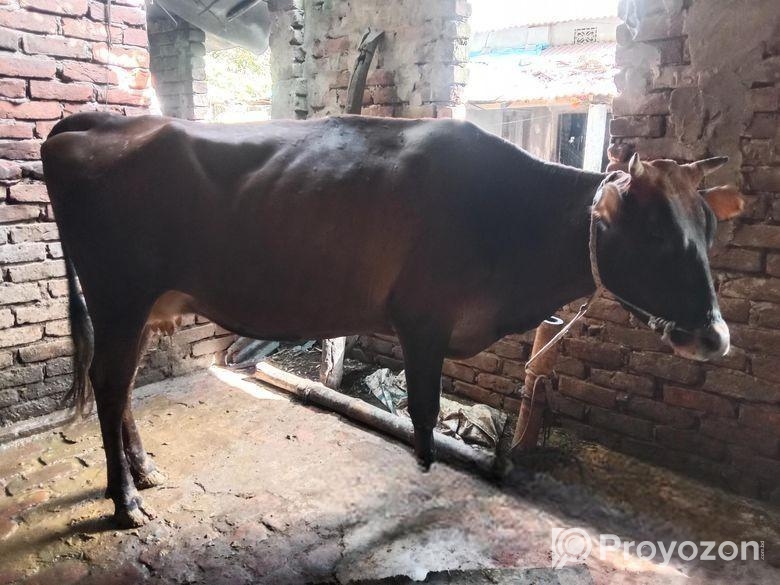 জার্সি গাভী বিক্রি করা হবে