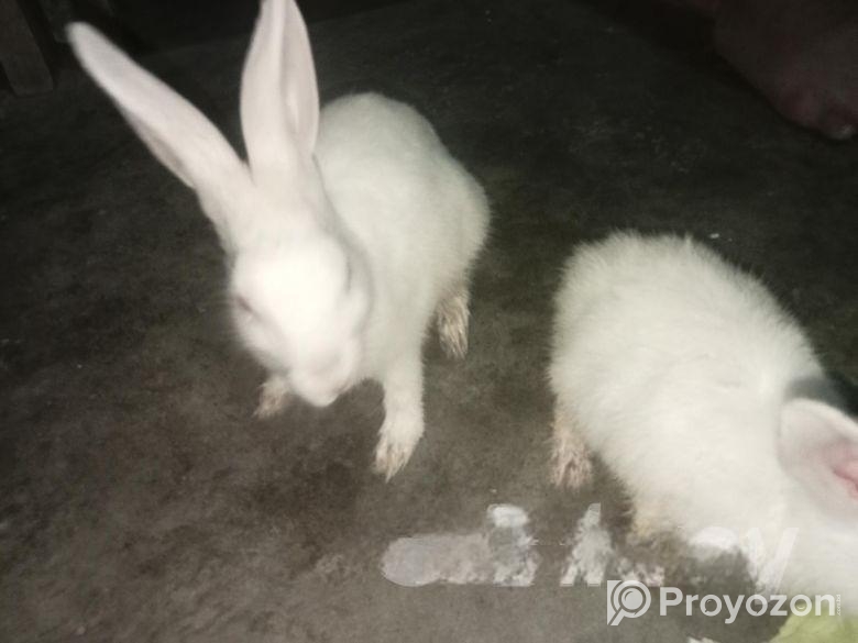 সিরাজি সহ বাংলা কবুতর, খরগোশ বিক্রি করা হবে। এনেল