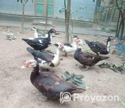 চিন হাস রানিং এবং বাচ্চা