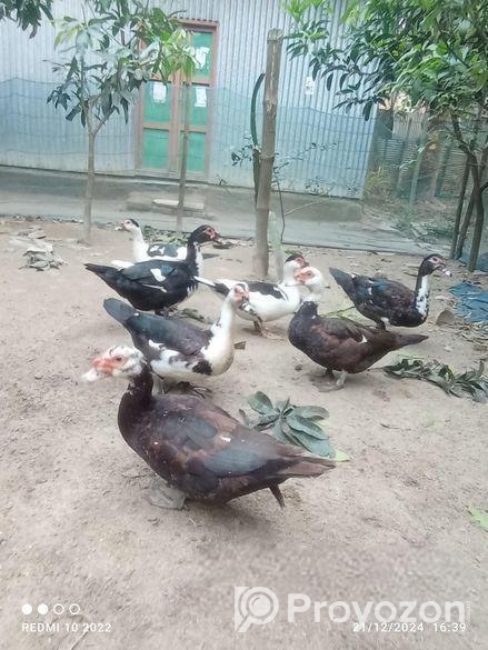 চিন হাস রানিং এবং বাচ্চা