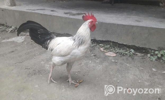দেশি মোরগ