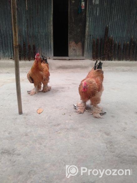 মুরগির বয়স ৮ মাস