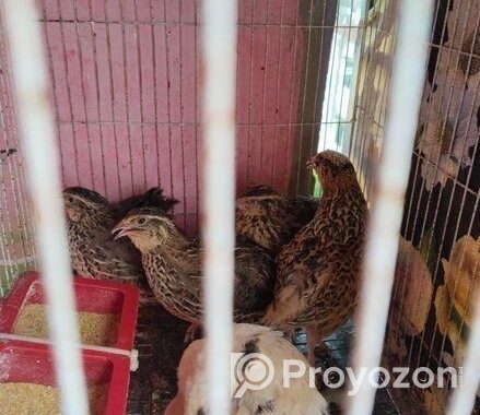রানিং ডিম পাড়া কোয়েল পাখি