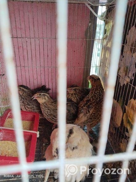 রানিং ডিম পাড়া কোয়েল পাখি