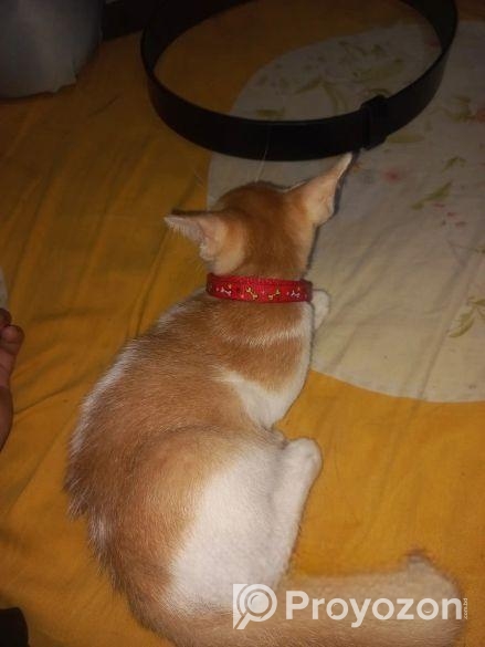 মিক্স পাসিয়ান বিড়াল