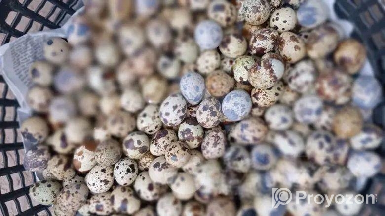 কোয়েল পাখির ডিম