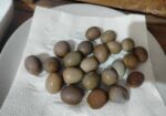 কিং কোয়েলে