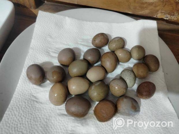 কিং কোয়েলে