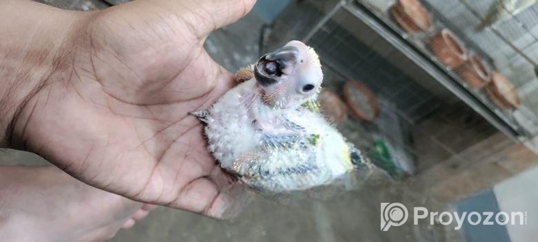 টেম সাইজ রেড ডমিন্যান্ট সান কুনুর বেবি।