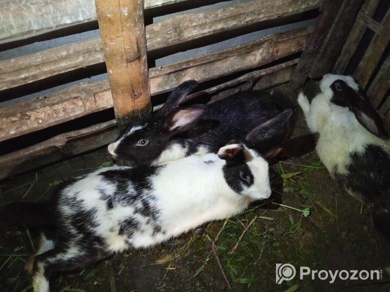 খরগোশ বিক্রি করা হবে