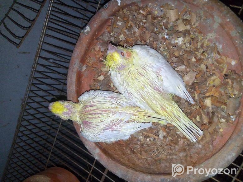 লুটিনো৷ পাল বেবি