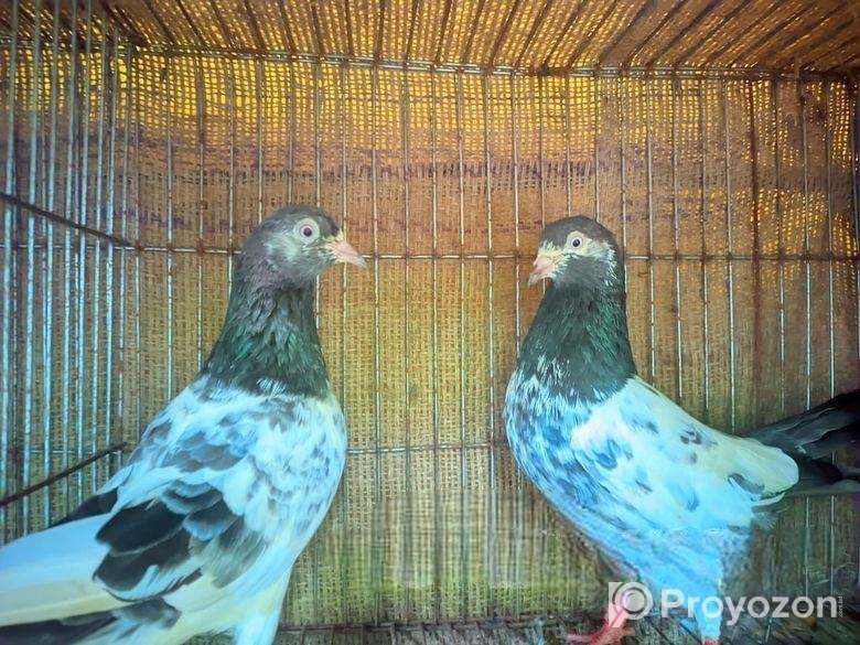 রানিং কামাগার