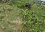 বাড়িঘড়, ফার্ম বা যে কোন প্রকল্প করা যাবে আর সারা ব