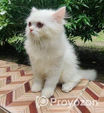 Persian male kitten