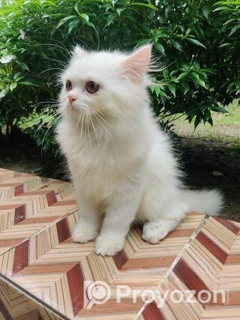 Persian male kitten