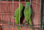 Indian ring necked