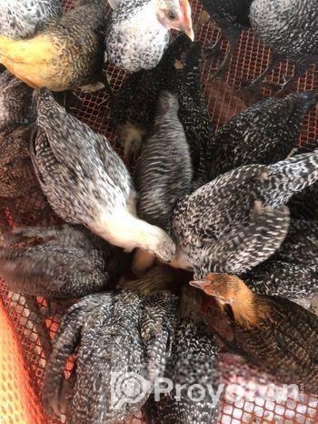 ফাউমি মুরগি