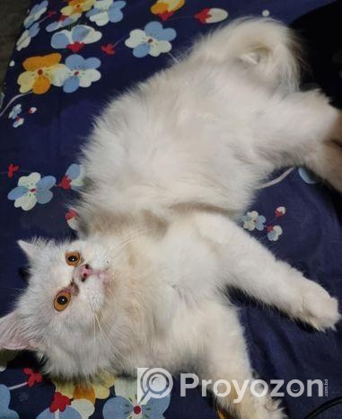 Persian Cat Sell Post