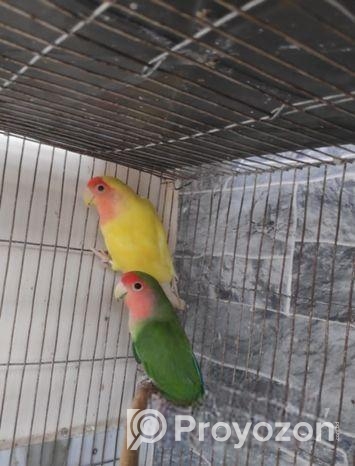 ২ জোড়া লাভবার্ড সেল হবে