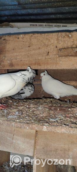 giribaz kobutor sale