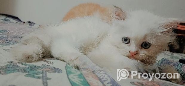 Persian Cat