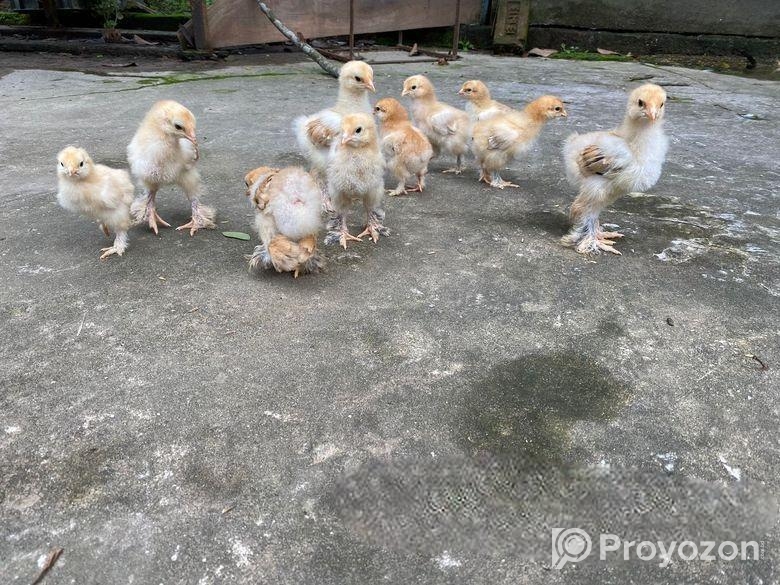 মুরগি ব্রাহমা বাচ্চা বিক্রয় হবে