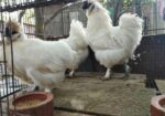 3 piece silky murgi running