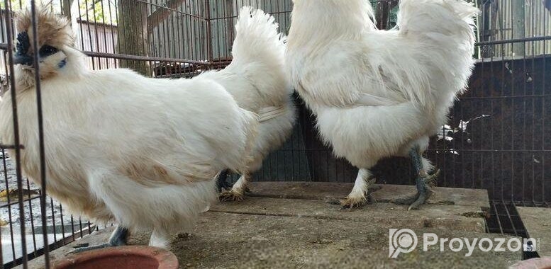 3 piece silky murgi running