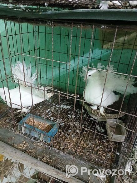 লক্ষা কবুতর