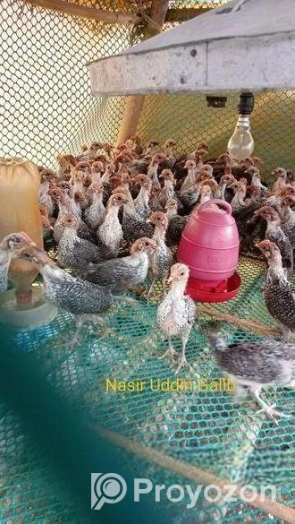 ফাওমি মুরগি বিক্রি হবে