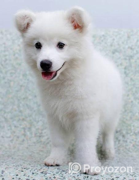 জার্মান স্পিস বিক্রি হয়